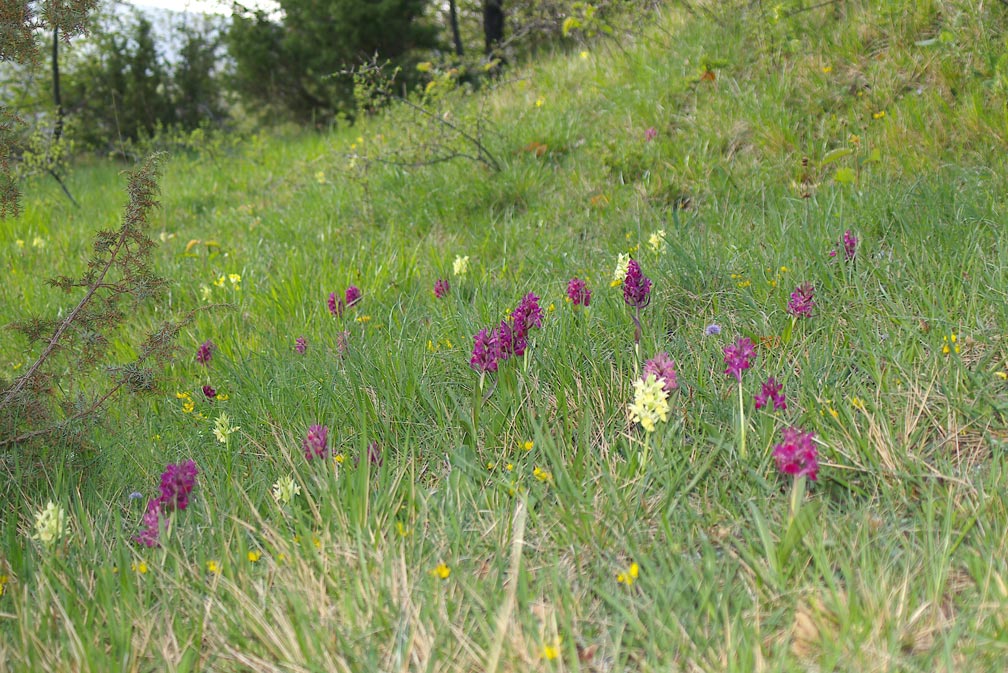 Dactylorhiza sambucina / Orchide sambucina